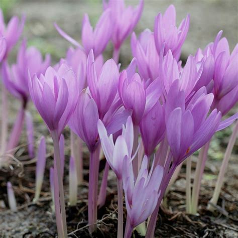 autumn flowering crocus bulbs uk|colchicum autumnale propagation.